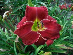 RED GRACE